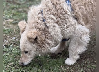 Bailey ein blonder Engel