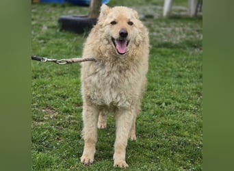 Milky ein sehr loyaler und intelligenter Hund