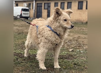 Bailey ein blonder Engel