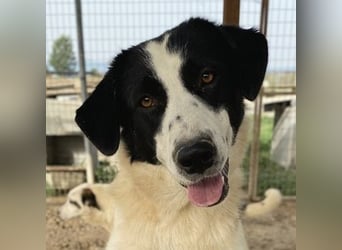 Leoni, geb. ca. 06/2023, lebt in GRIECHENLAND, im städt. Tierheim Serres