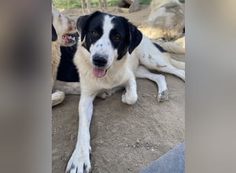 Leoni, geb. ca. 06/2023, lebt in GRIECHENLAND, im städt. Tierheim Serres