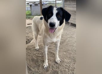 Leoni, geb. ca. 06/2023, lebt in GRIECHENLAND, im städt. Tierheim Serres