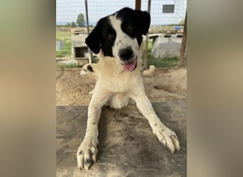 Leoni, geb. ca. 06/2023, lebt in GRIECHENLAND, im städt. Tierheim Serres