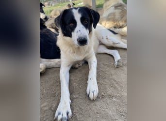 Leoni, geb. ca. 06/2023, lebt in GRIECHENLAND, im städt. Tierheim Serres