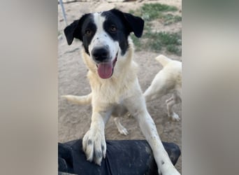 Leoni, geb. ca. 06/2023, lebt in GRIECHENLAND, im städt. Tierheim Serres