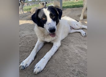 Leoni, geb. ca. 06/2023, lebt in GRIECHENLAND, im städt. Tierheim Serres