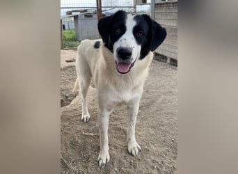 Leoni, geb. ca. 06/2023, lebt in GRIECHENLAND, im städt. Tierheim Serres