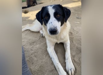 Leoni, geb. ca. 06/2023, lebt in GRIECHENLAND, im städt. Tierheim Serres