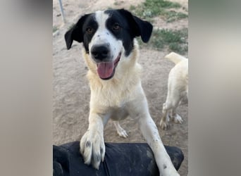 Leoni, geb. ca. 06/2023, lebt in GRIECHENLAND, im städt. Tierheim Serres