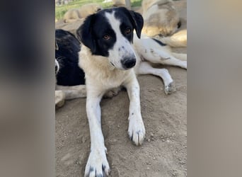 Leoni, geb. ca. 06/2023, lebt in GRIECHENLAND, im städt. Tierheim Serres