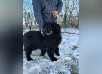 Malakai, geboren 15.06.2020, 67cm sucht sein Zuhause