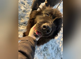 Malakai, geboren 15.06.2020, 67cm sucht sein Zuhause