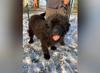 Malakai, geboren 15.06.2020, 67cm sucht sein Zuhause