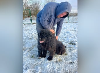 Malakai, geboren 15.06.2020, 67cm sucht sein Zuhause