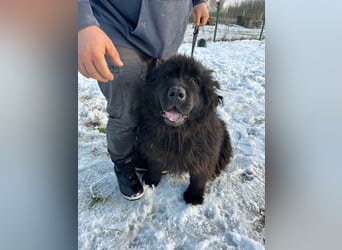 Malakai, geboren 15.06.2020, 67cm sucht sein Zuhause