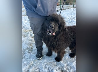 Malakai, geboren 15.06.2020, 67cm sucht sein Zuhause