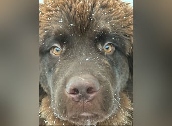 Wundervoller Neufundländer-Rüde Josef (1 Jahr) sucht ein liebevolles Zuhause !