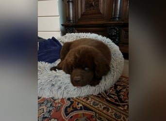 Wundervoller Neufundländer-Rüde Josef (1 Jahr) sucht ein liebevolles Zuhause !