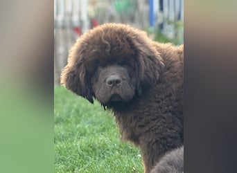 Wundervoller Neufundländer-Rüde Josef (1 Jahr) sucht ein liebevolles Zuhause !
