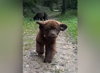Wundervoller Neufundländer-Rüde Josef (1 Jahr) sucht ein liebevolles Zuhause !
