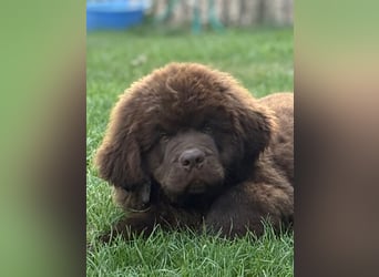 Wundervoller Neufundländer-Rüde Josef (1 Jahr) sucht ein liebevolles Zuhause !