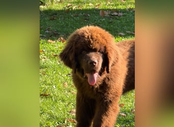 Wundervoller Neufundländer-Rüde Josef (1 Jahr) sucht ein liebevolles Zuhause !