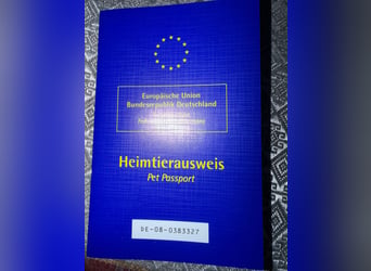 Wundervoller Neufundländer-Rüde Josef (1 Jahr) sucht ein liebevolles Zuhause !