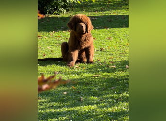 Wundervoller Neufundländer-Rüde Josef (1 Jahr) sucht ein liebevolles Zuhause !