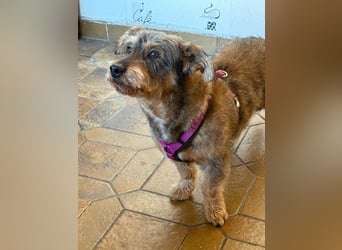 Barnaby, Pflegestelle 48249 Dülmen