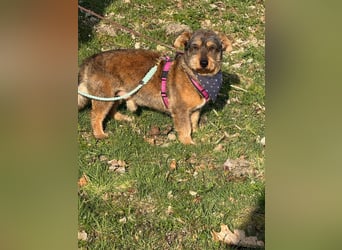 Barnaby, Pflegestelle 48249 Dülmen