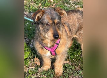 Barnaby, Pflegestelle 48249 Dülmen