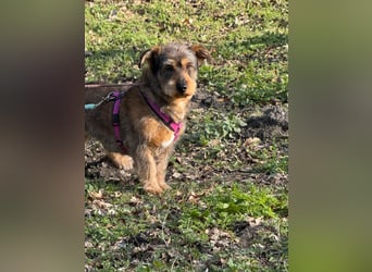 Barnaby, Pflegestelle 48249 Dülmen