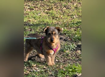 Barnaby, Pflegestelle 48249 Dülmen