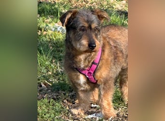 Barnaby, Pflegestelle 48249 Dülmen