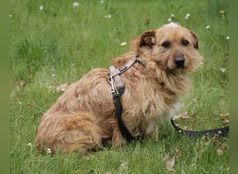 Vuk 36 cm geb. 08/2020 ähnelt einem Norfolk Terrier wartet in Feggendorf bei Hannover