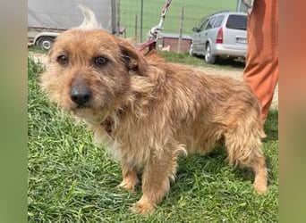 Vuk 36 cm geb. 08/2020 ähnelt einem Norfolk Terrier
