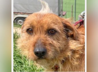 Vuk 36 cm geb. 08/2020 ähnelt einem Norfolk Terrier