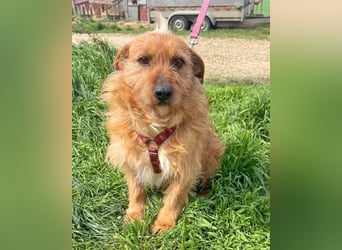 Vuk 36 cm geb. 08/2020 ähnelt einem Norfolk Terrier