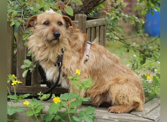 Vuk 36 cm geb. 08/2020 ähnelt einem Norfolk Terrier wartet in Feggendorf bei Hannover