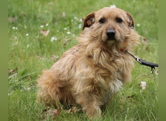 Vuk 36 cm geb. 08/2020 ähnelt einem Norfolk Terrier wartet in Feggendorf bei Hannover