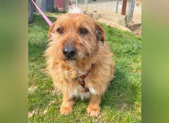 Vuk 36 cm geb. 08/2020 ähnelt einem Norfolk Terrier