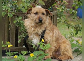 Vuk 36 cm geb. 08/2020 ähnelt einem Norfolk Terrier wartet in Feggendorf bei Hannover