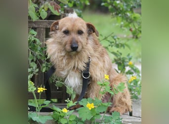 Vuk 36 cm geb. 08/2020 ähnelt einem Norfolk Terrier wartet in Feggendorf bei Hannover