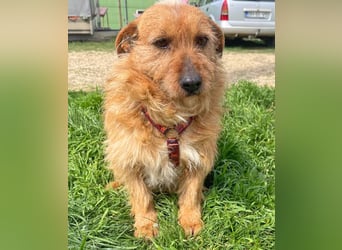 Vuk 36 cm geb. 08/2020 ähnelt einem Norfolk Terrier