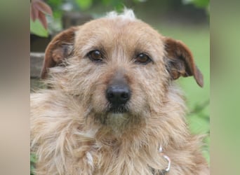 Vuk 36 cm geb. 08/2020 ähnelt einem Norfolk Terrier wartet in Feggendorf bei Hannover