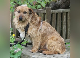 Vuk 36 cm geb. 08/2020 ähnelt einem Norfolk Terrier wartet in Feggendorf bei Hannover