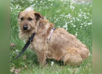 Vuk 36 cm geb. 08/2020 ähnelt einem Norfolk Terrier wartet in Feggendorf bei Hannover