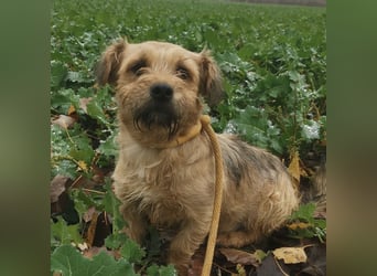 Pongo ein Engel auf vier Pfoten