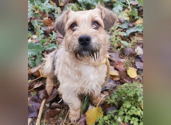 Pongo ein Engel auf vier Pfoten