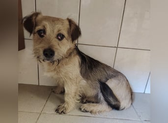 Pongo ein Engel auf vier Pfoten